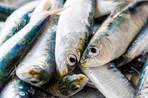 SARDINES FROZEN 1KG