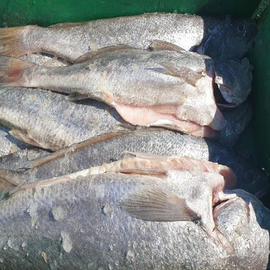 PROMO SALMON