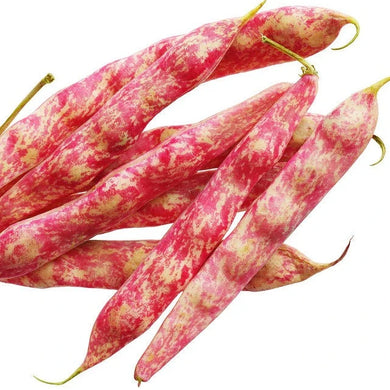 FRESH GADRA 2KG PROMO