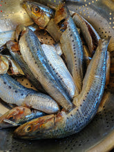 SARDINE RUN 2026 -  SARDINES