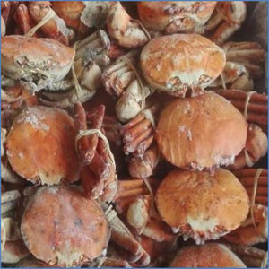 Sale LARGE ORANGE CRAB 5KG