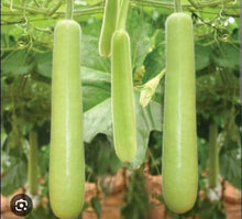 CALABASH +- 800g Friday delivery
