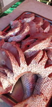 Pink Rock Salmon Fish