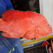 WHOLE ROCK COD CLEANED AND SLICED