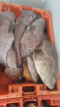 WHOLE ROCK COD CLEANED AND SLICED