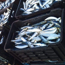 SARDINE RUN 2026 -  SARDINES
