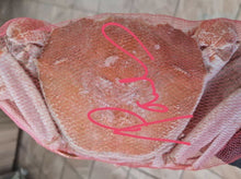 JUMBO SOFT SHELL PINK CRAB +-1.1kg each, +-2.2 to 2.3kgs
