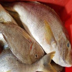 Mozambique Grunter - 1kg slices