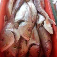 DEEP SEA RED FISH - SILVERS  900g
